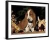 Basset Hound Puppy-Lynn M^ Stone-Framed Photographic Print