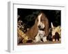 Basset Hound Puppy-Lynn M^ Stone-Framed Photographic Print