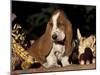 Basset Hound Puppy-Lynn M^ Stone-Mounted Photographic Print