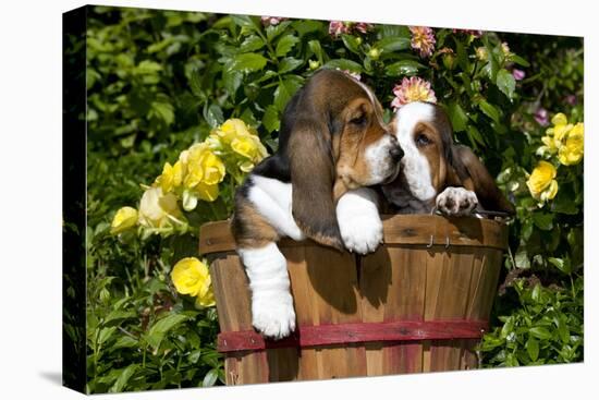 Basset Hound Pups in Flowers, Burlington-Lynn M^ Stone-Stretched Canvas