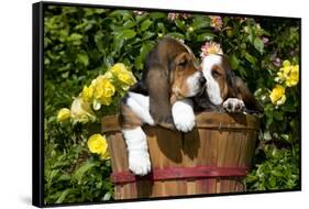 Basset Hound Pups in Flowers, Burlington-Lynn M^ Stone-Framed Stretched Canvas