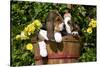 Basset Hound Pups in Flowers, Burlington-Lynn M^ Stone-Stretched Canvas