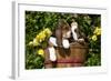 Basset Hound Pups in Flowers, Burlington-Lynn M^ Stone-Framed Photographic Print