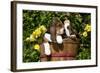 Basset Hound Pups in Flowers, Burlington-Lynn M^ Stone-Framed Photographic Print