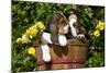 Basset Hound Pups in Flowers, Burlington-Lynn M^ Stone-Mounted Photographic Print