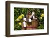 Basset Hound Pups in Flowers, Burlington-Lynn M^ Stone-Framed Photographic Print