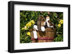 Basset Hound Pups in Flowers, Burlington-Lynn M^ Stone-Framed Photographic Print