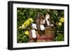 Basset Hound Pups in Flowers, Burlington-Lynn M^ Stone-Framed Photographic Print