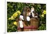 Basset Hound Pups in Flowers, Burlington-Lynn M^ Stone-Framed Photographic Print