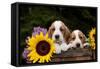 Basset Hound Pups with Sunflowers in Antique Wooden Box, Marengo, Illinois, USA-Lynn M^ Stone-Framed Stretched Canvas