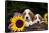 Basset Hound Pups with Sunflowers in Antique Wooden Box, Marengo, Illinois, USA-Lynn M^ Stone-Framed Stretched Canvas