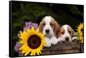 Basset Hound Pups with Sunflowers in Antique Wooden Box, Marengo, Illinois, USA-Lynn M^ Stone-Framed Stretched Canvas