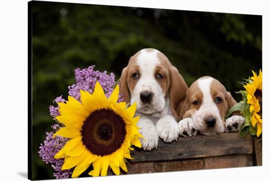 Basset Hound Pups with Sunflowers in Antique Wooden Box, Marengo, Illinois, USA-Lynn M^ Stone-Stretched Canvas