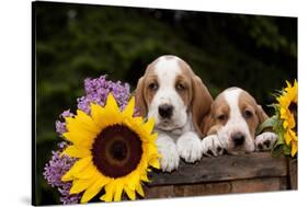 Basset Hound Pups with Sunflowers in Antique Wooden Box, Marengo, Illinois, USA-Lynn M^ Stone-Stretched Canvas