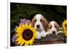 Basset Hound Pups with Sunflowers in Antique Wooden Box, Marengo, Illinois, USA-Lynn M^ Stone-Framed Photographic Print