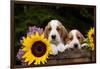 Basset Hound Pups with Sunflowers in Antique Wooden Box, Marengo, Illinois, USA-Lynn M^ Stone-Framed Photographic Print