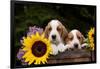 Basset Hound Pups with Sunflowers in Antique Wooden Box, Marengo, Illinois, USA-Lynn M^ Stone-Framed Photographic Print