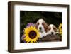 Basset Hound Pups with Sunflowers in Antique Wooden Box, Marengo, Illinois, USA-Lynn M^ Stone-Framed Photographic Print