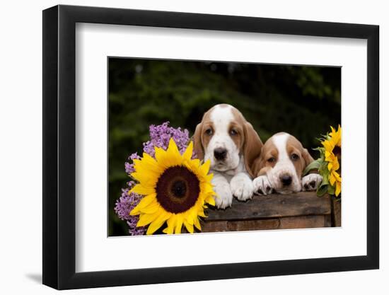 Basset Hound Pups with Sunflowers in Antique Wooden Box, Marengo, Illinois, USA-Lynn M^ Stone-Framed Photographic Print