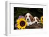 Basset Hound Pups with Sunflowers in Antique Wooden Box, Marengo, Illinois, USA-Lynn M^ Stone-Framed Photographic Print