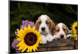 Basset Hound Pups with Sunflowers in Antique Wooden Box, Marengo, Illinois, USA-Lynn M^ Stone-Mounted Photographic Print