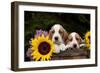 Basset Hound Pups with Sunflowers in Antique Wooden Box, Marengo, Illinois, USA-Lynn M^ Stone-Framed Photographic Print
