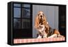 Basset Hound Sitting One Red Brick Patio-Zandria Muench Beraldo-Framed Stretched Canvas