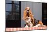 Basset Hound Sitting One Red Brick Patio-Zandria Muench Beraldo-Mounted Photographic Print