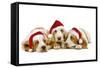 Basset Hound Three in Studio-null-Framed Stretched Canvas