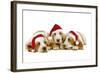 Basset Hound Three in Studio-null-Framed Photographic Print