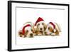 Basset Hound Three in Studio-null-Framed Photographic Print