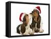 Basset Hound Two in Studio 'Kissing' Wearing-null-Framed Stretched Canvas