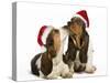 Basset Hound Two in Studio 'Kissing' Wearing-null-Stretched Canvas