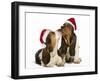 Basset Hound Two in Studio 'Kissing' Wearing-null-Framed Photographic Print