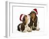 Basset Hound Two in Studio 'Kissing' Wearing-null-Framed Photographic Print