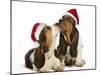 Basset Hound Two in Studio 'Kissing' Wearing-null-Mounted Photographic Print