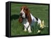 Basset Hound, USA-Lynn M. Stone-Framed Stretched Canvas