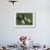 Basset Hound, USA-Lynn M. Stone-Framed Photographic Print displayed on a wall