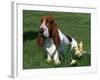 Basset Hound, USA-Lynn M. Stone-Framed Photographic Print