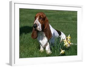 Basset Hound, USA-Lynn M. Stone-Framed Photographic Print