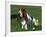 Basset Hound, USA-Lynn M. Stone-Framed Photographic Print