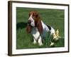 Basset Hound, USA-Lynn M. Stone-Framed Photographic Print