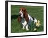 Basset Hound, USA-Lynn M. Stone-Framed Photographic Print