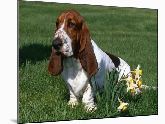 Basset Hound, USA-Lynn M. Stone-Mounted Photographic Print