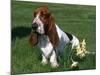 Basset Hound, USA-Lynn M. Stone-Mounted Photographic Print