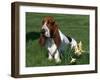 Basset Hound, USA-Lynn M. Stone-Framed Photographic Print