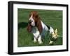 Basset Hound, USA-Lynn M. Stone-Framed Photographic Print