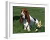 Basset Hound, USA-Lynn M. Stone-Framed Photographic Print