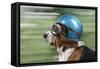Basset Hound Wearing Goggles and Helmet-null-Framed Stretched Canvas