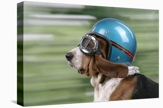 Basset Hound Wearing Goggles and Helmet-null-Stretched Canvas
